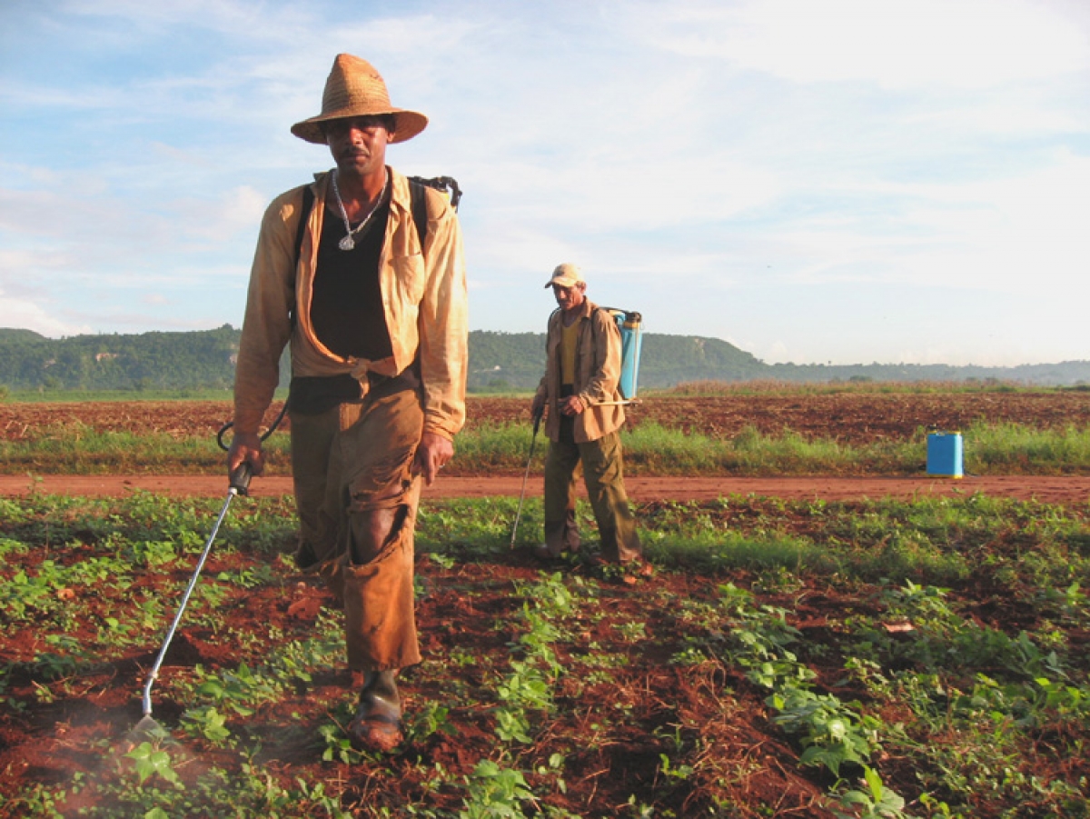 Falta de banheiros e ambiente para descanso de trabalhador rural viola dignidade humana